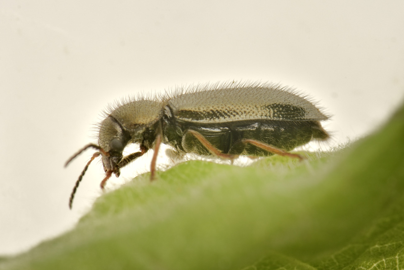 Dasytidae: Aplocnemus sp? S. A. chalconatus